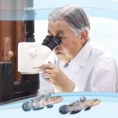 Thái thượng hoàng Akihito phát hiện 2 loài cá bống mới